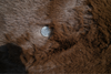 Coffee Brown Fur Rugs